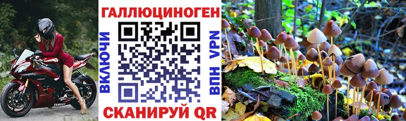 Псилоцибиновые грибы Cubensis  Губкин 